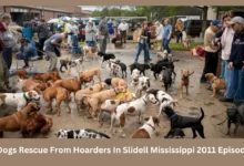 175 dogs rescue from hoarders in slidell mississippi 2011 episode