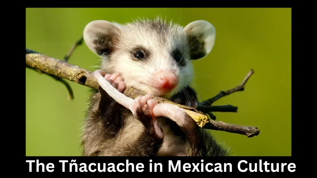 The Tñacuache in Mexican Culture