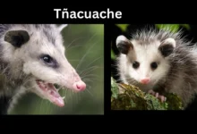 tñacuache