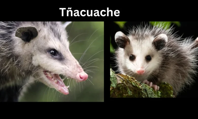 tñacuache